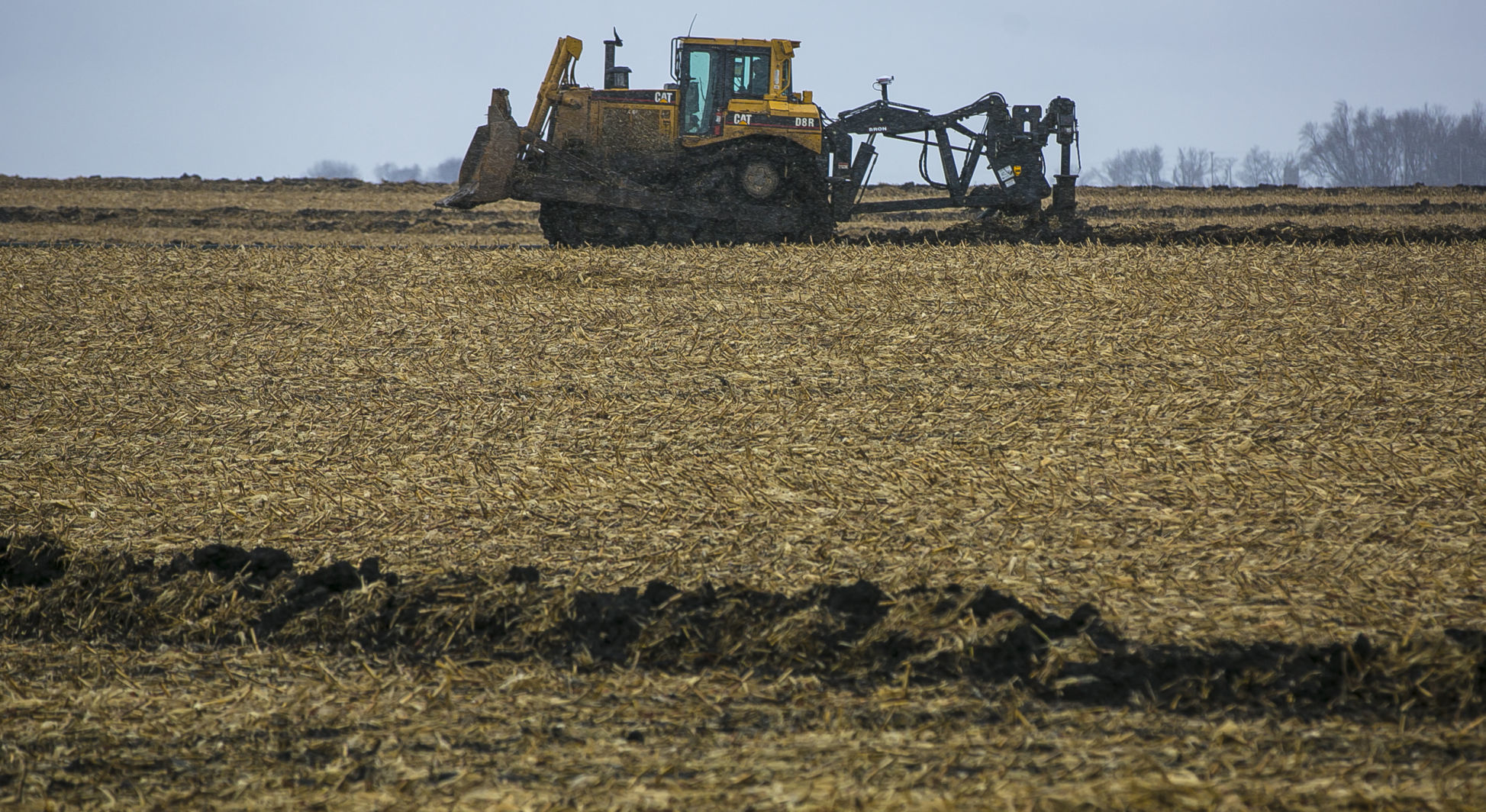 Empty Cornfield